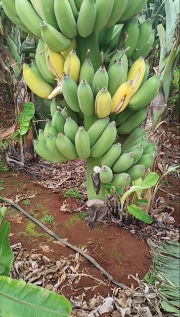 树上熟的粉蕉你们吃过吗?