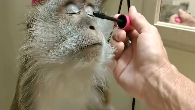 女子给猴子化了个妆,当看到成品妆容的那一刻,网友:太娇艳了!