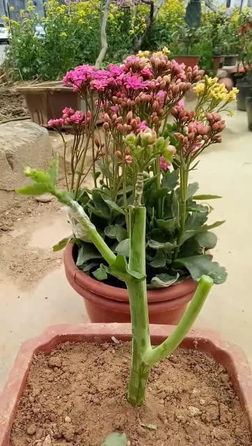 嫁接黄色长寿花