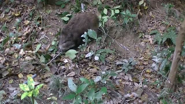 野猪踩中了陷阱,被绳索套住了,真倒霉!