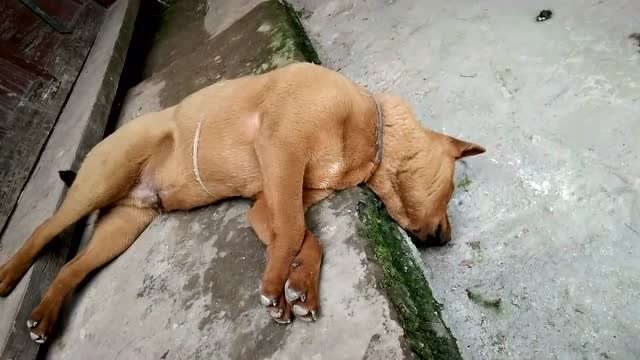 这就是我家养了10年的土狗,睡觉姿势简直太奇葩了,无语!