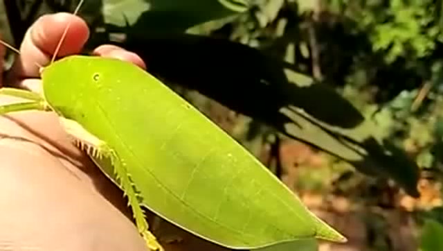 街头偶遇变异螳螂本以为发现珍宝不料靠近一看让人哭笑不得