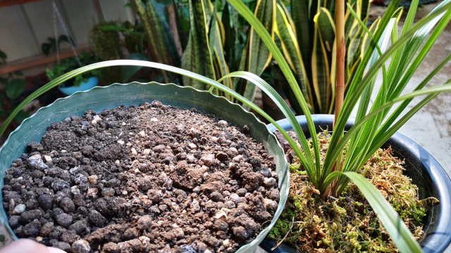 用羊粪养兰花,没经过这2步处理,还不如不用,有害无利!