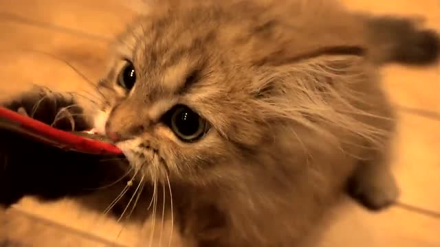 乐生活:萌萌小猫咪吃糖果