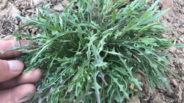 田间罕见的"败酱草",一种珍贵的野菜,好处可真不少!