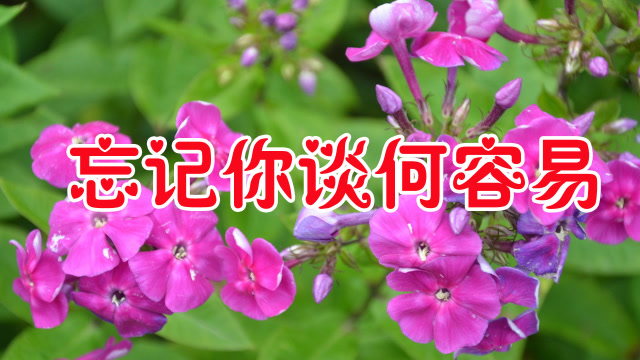 段彤一首《忘记你谈何容易》句句情深意浓,听一次醉一次!