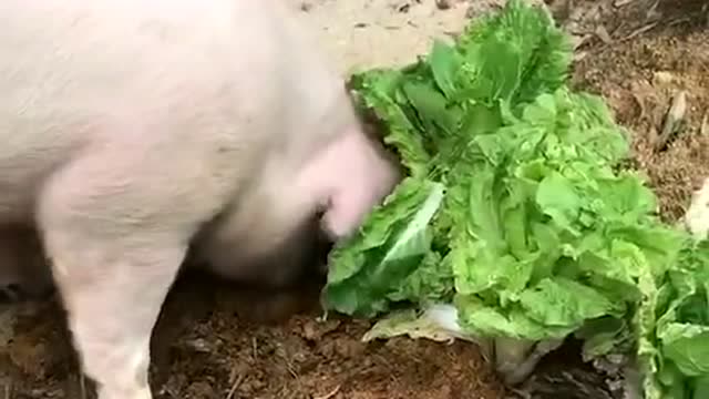 小猪吃白菜图片高清图图片
