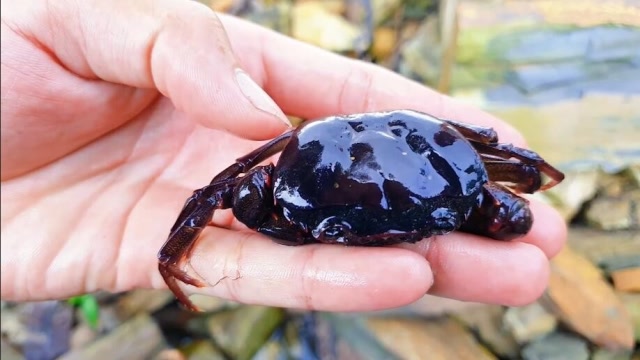 男子抓到一只螃蟹,大拇指轻轻一按,整个外壳瞬间塌陷!