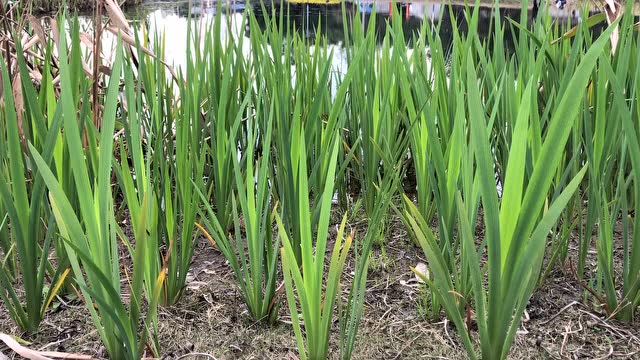 没有军人长城与白衣天使,哪来这美丽花朵与幸福爱情!