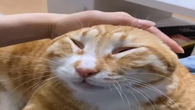 主人帮猫咪按摩,猫咪一脸享受,最后小表情可真逗!