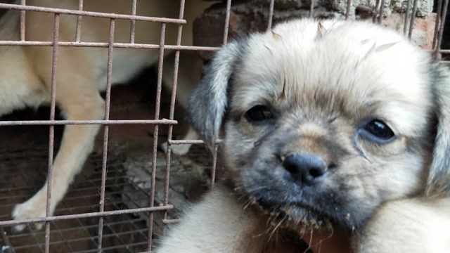 家里又来了一只流浪小土狗,看着它楚楚可怜,只好养着吧!