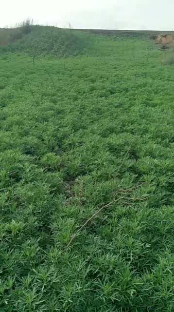 这柳蒿芽赶上种的了