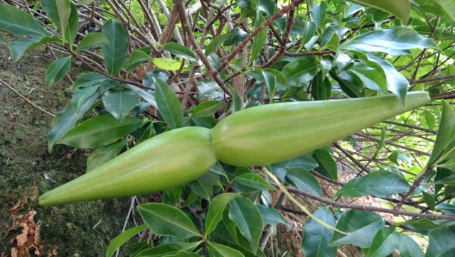 《羊角坳》长的像一对羊角,见过吗?全草都是毒,最好不要摘剧毒