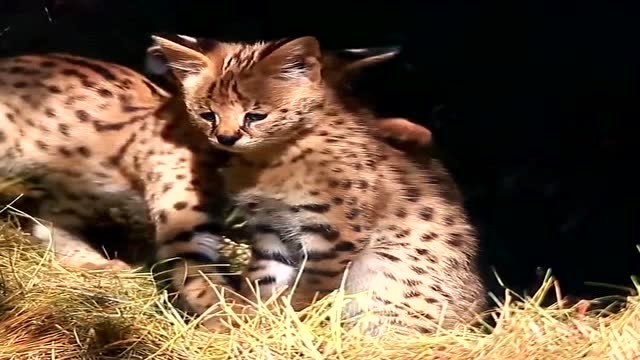 猫界里的小猎豹,被称为非洲的黑夜之子
