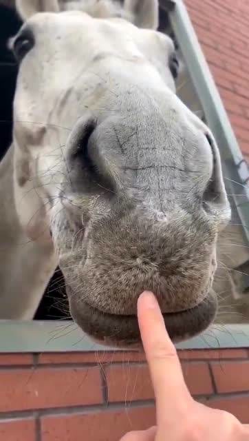 小姨子闲的没事,去戳驴玩,小心它尥蹶子!