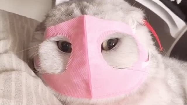 戴上这么可爱的口罩,它一定喜欢极了,像极了那个男人!