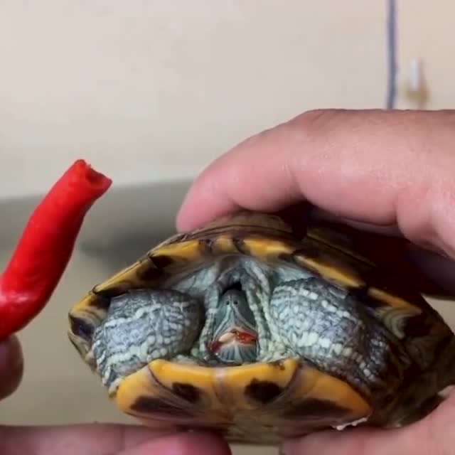 喂家里的甲鱼吃个辣椒,结果缩进去的头立刻伸出来了,表情狰狞