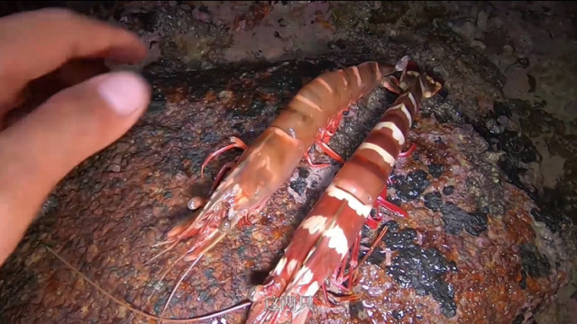 海浪有点大,找到好几只杜鹃螺.
