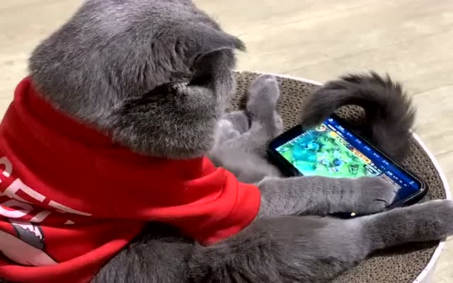 这猫咪是要成精呀,竟拿着主人手机打游戏,厉害了!