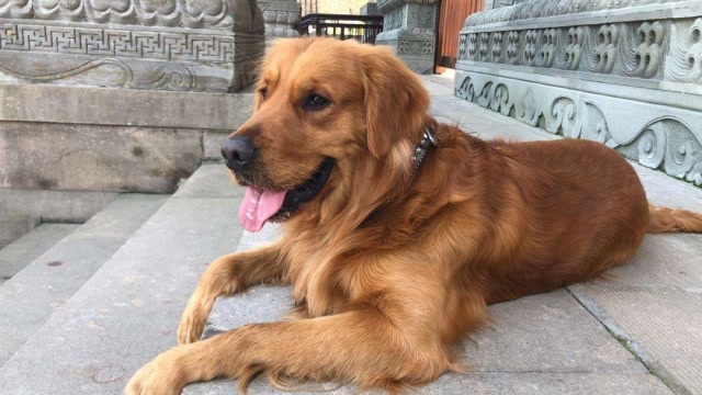 金毛欢欢的老婆被关起来了,欢欢又摆出委屈的表情,主人无奈了