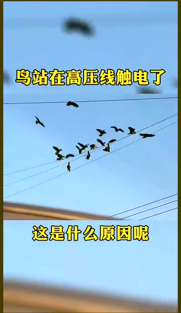 鸟在高压线上触电了谁来科普下这是什么原理