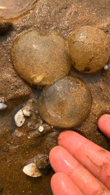 这就是泥螺的卵摸起来软软的非常好玩