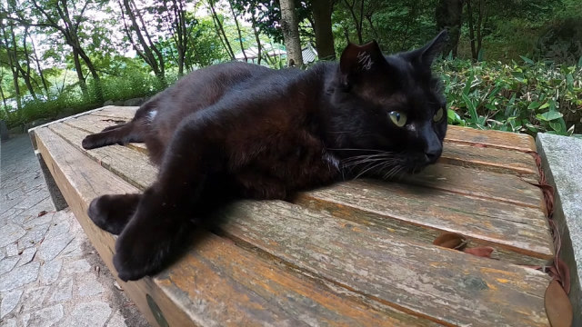 黑白俩胖猫在长凳上休息,白猫看人来了就跑,黑猫依旧一副慵懒的样子