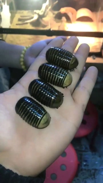 非常神奇的虫子,叫球形马陆,很是稀奇古怪的玩意