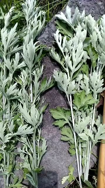 真假艾蒿 认得出吗