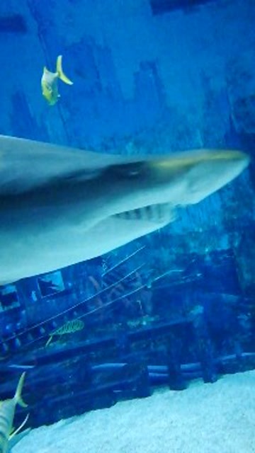 北京海洋馆大白鲨