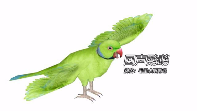 全世界最稀有的鸟类之一:回声鹦鹉