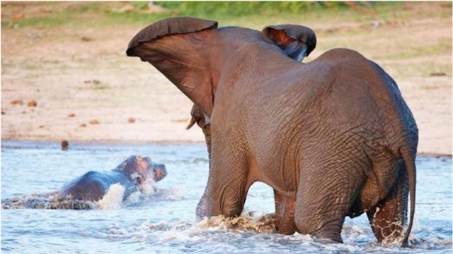 大象想要过河,可河里全是河马,大象:都让路,我要过去!