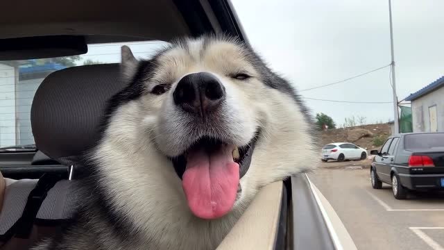 萌宠:果然趴在车窗上的狗狗都是最可爱的,心都化了!