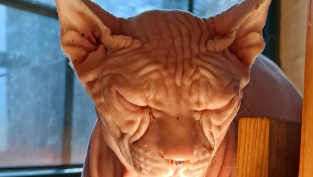 面目狰狞的无毛猫,你敢撸吗?其实它很温柔