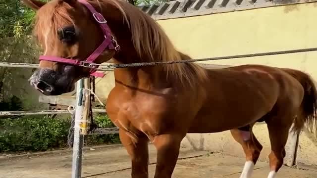 四蹄踏雪的汗血公马,前蹄腾空的瞬间,真是太帅了!