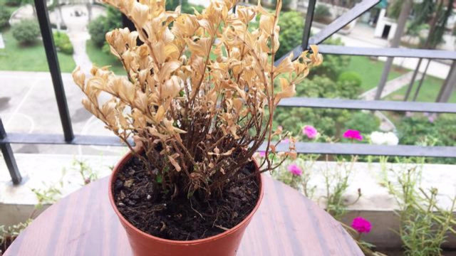 满天星盆栽完全枯萎之后,用这种方法两三周就能满血复活