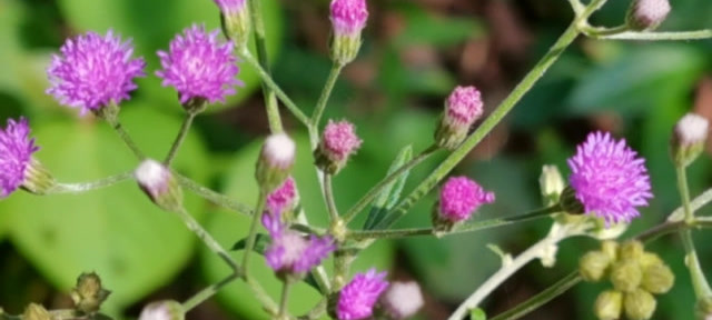 这种植物叫夜香牛,已经开花了,大家来欣赏一下