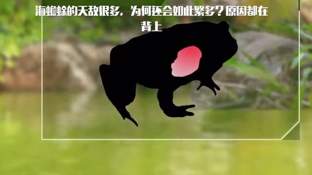 海蟾蜍的天敌很多,为何还会如此繁多?原因都在背上