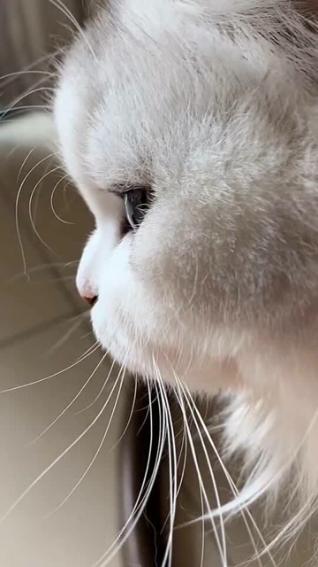猫咪的侧颜杀,这也太好看了,好想拥有呀!