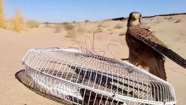 麻雀在铁盖子里面,幸运的躲过了猎鹰的抓捕!