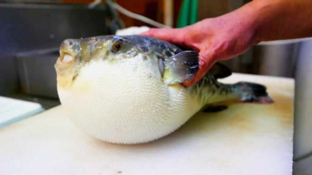 日本大厨现杀"巨型河豚",刀工堪称一流,看完口水直流!