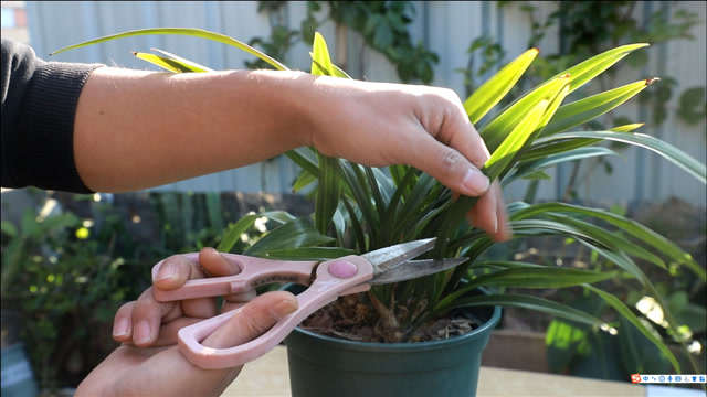 修剪兰花的叶片,聪明人多加"一步",与危险远远避开