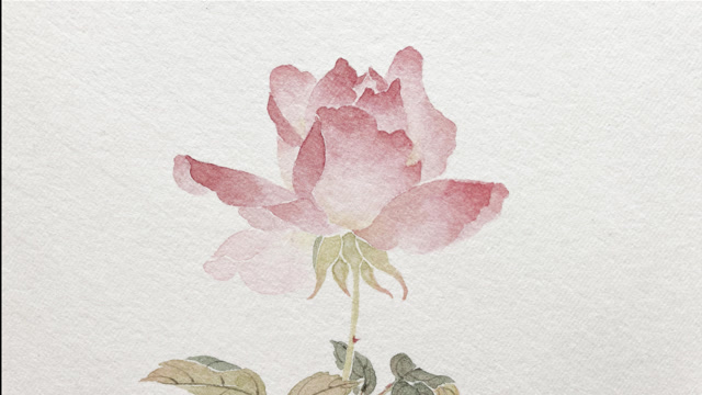 没骨法笔下的玫瑰花,方法简单效果好