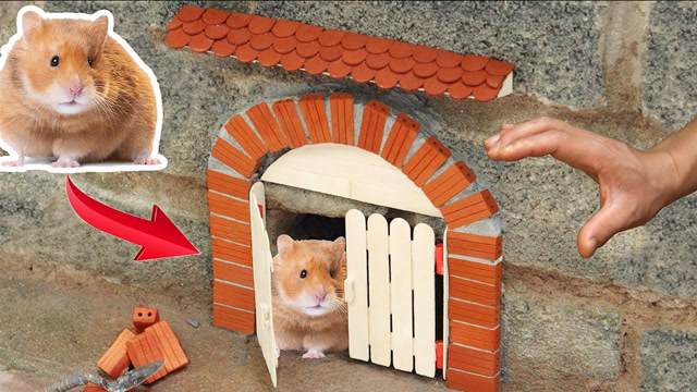 小伙为野生老鼠建造房屋,结果一番操作后,成品简直让人大开眼界!