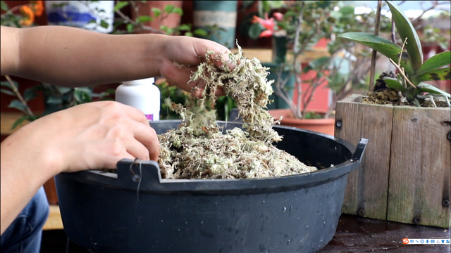 水苔养蝴蝶兰,买到家先"泡一泡",直接使用导致半死不活