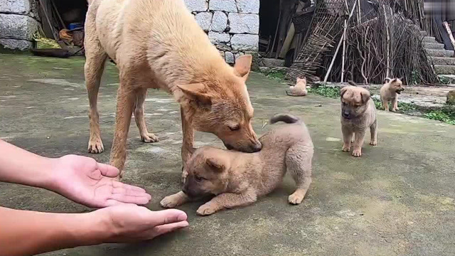 中华田园犬,个个蹦蹦跳跳超有灵性,摸起来软乎乎的真舒服