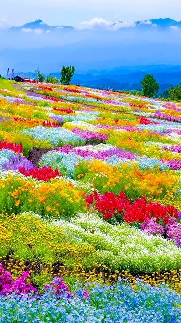 五颜六色的花,美得像一幅画