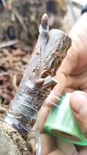 帅哥熟练的嫁接大樱桃树,动作娴熟方法简单!