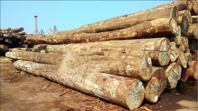 top5世界上最硬的木头,第一位连钉子都难打进去!