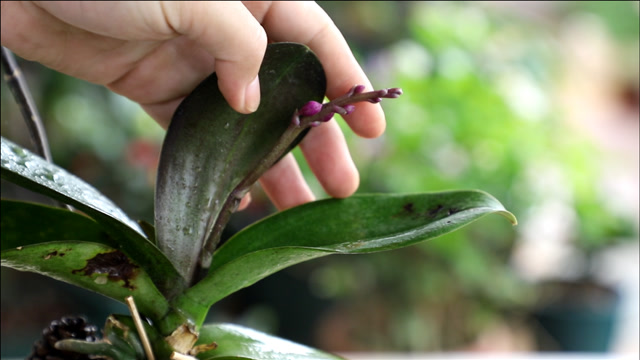 蝴蝶兰也会"夹箭",2件事别做错,否则开花时真丑